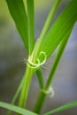 Auricles and ligule of Oryza glumaepatula, a rice wild relative from Brazil Royalty Free Stock Photo