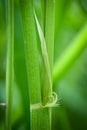 Auricles and ligule of Oryza longistaminata, a rice wild relative from Benin Royalty Free Stock Photo