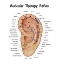 Auricular Therapy Reflex Chart