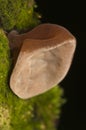 Auricularia auricula-judae