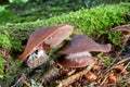 Auricularia auricula judae