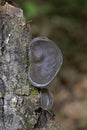 Auricularia auricula-judae is an edible mushroom, which is known as wood ear, free ear, black ear mushroom, and free jelly fish