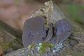 Auricularia auricula-judae is an edible mushroom, which is known as wood ear, free ear, black ear mushroom, and free jelly fish