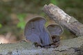 Auricularia auricula-judae is an edible mushroom, which is known as wood ear, free ear, black ear mushroom, and free jelly fish