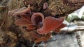 Auricularia auricula-judae, a family of mushrooms