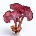 Auricularia Auricula-judae: A Fungi With Rose Maincolor