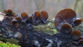 Auricularia auricula-judae fungus