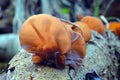 Auricularia auricula-judae fungus