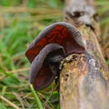 Auricularia auricula-judae fungus