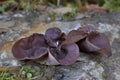 Auricularia auricula-judae, which has the recommended English name jelly ear,also known as Judas\'s ear or Jew\'s ear Royalty Free Stock Photo