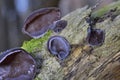 Auricularia auricula-judae, which has the recommended English name jelly ear,also known as Judas\'s ear or Jew\'s ear Royalty Free Stock Photo