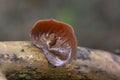 Auricularia auricula-judae, which has the recommended English name jelly ear, also known as Judas\'s ear or Jew\'s ear, Royalty Free Stock Photo