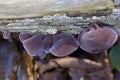 Auricularia auricula-judae, which has the recommended English name jelly ear, also known as Judas\'s ear or Jew\'s ear Royalty Free Stock Photo