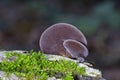 Auricularia auricula-judae, which has the recommended English name jelly ear, also known as Judas\'s ear or Jew\'s ear Royalty Free Stock Photo