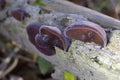 Auricularia auricula-judae, which has the recommended English name jelly ear,also known as Judas\'s ear or Jew\'s ear Royalty Free Stock Photo