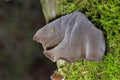 Auricularia auricula-judae, which has the recommended English name jelly ear,also known as Judas\'s ear or Jew\'s ear Royalty Free Stock Photo