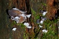 Auricularia cornea fungus Hairy JewÃ¢â¬â¢s Ear, Wood Ear, Cloud Ear growing on a fallen tree trunk Royalty Free Stock Photo