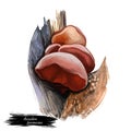 Auricularia fuscosuccinea mushroom closeup digital art illustration. Vegetable growing on wood in forests, fungus edible veggies