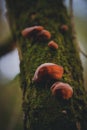 Auriculariaceae mushroom on the trunk. wood ear fungus growing in the wild. tasty natural vegan food