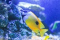 Auriga Butterflyfish Royalty Free Stock Photo