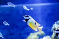 Auriga Butterflyfish Royalty Free Stock Photo