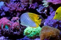 Auriga Butterflyfish - Chaetodon auriga