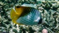 Auriga Butterflyfish, Threadfin Butterflyfish, Indian Ocean, Maldives.