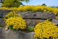 Aurinia saxatilis or Alyssum saxatile, Alyssum saxatile compactum