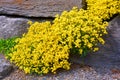 Aurinia saxatilis or Alyssum saxatile, Alyssum saxatile compactum