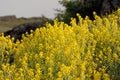 Aurinia saxatilis. Golden Alyssum blossoms