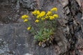 Aurinia saxatilis Common names - basket of gold, goldentuft alyssum, golden alyssum