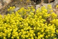 Aurinia saxatilis. Golden Alyssum blossoms