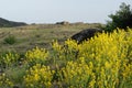 Aurinia saxatilis. Golden Alyssum blossoms