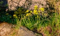 Aurinia Saxatilis - known as: basket of gold, goldentuft alyssum, golden alyssum, golden alison, gold-dust, golden-tuft alyssum,