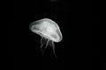 Aurita jellyfish 011 Royalty Free Stock Photo