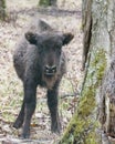 Auroch calf Royalty Free Stock Photo