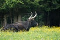 An auroch cow sitting on a green pasture in the Bavarian Forest National Park Royalty Free Stock Photo