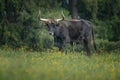 An auroch old cow sitting on a green pasture. Royalty Free Stock Photo