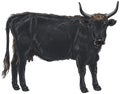 Aurochs