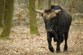 Aurochs animal Bos primigenius Royalty Free Stock Photo