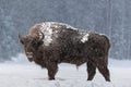 Aurochs Or Bison Bonasus. Huge European Brown Bison  Wisent , One Of The Zoological Attraction Of Bialowieza Forest, Belarus. Lo Royalty Free Stock Photo