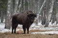 Aurochs Or Bison Bonasus. Huge European Brown Bison  Wisent , One Of The Zoological Attraction Of Bialowieza Forest, Belarus. Lo Royalty Free Stock Photo