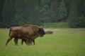 Aurochs bison on the grass in Aurochs Valley Natural Park, Brasov Romania