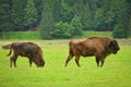 Aurochs bison on the grass in Aurochs Valley Natural Park, Brasov Romania