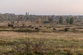 Aurochs (Bos primigenius) in Milovice Nature Reserve, Czech Republ