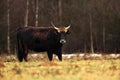 Aurochs, Bos primigenius primigenius, big brown bull in the meadow Royalty Free Stock Photo