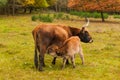 Aurochs calf on grazing land