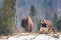 Aurochs european bison in the winter forest, animal wildlife