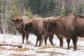 Aurochs european bison in the winter forest, animal wildlife
