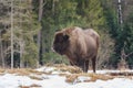 Aurochs european bison in the winter forest, animal wildlife